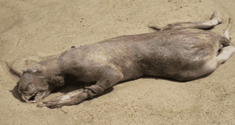 Montauk Monster Reddit Pictures: Check What Is In The Montauk Monster Images, And Photo